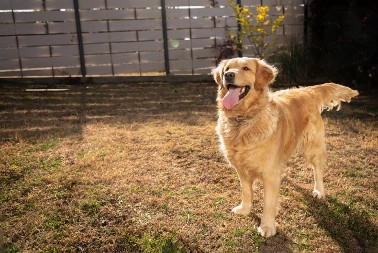 OSTAVILA GA JE NA MINUT SAMOG U BAŠTI I NASTAO JE PRAVI HAOS Ljudi plaču od smeha - video je hit