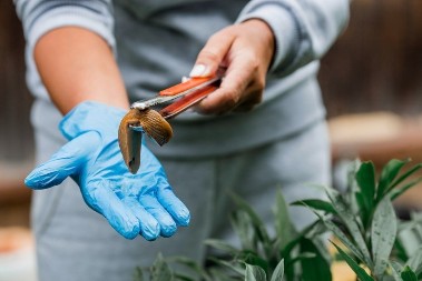 Ne trebaju vam pesticidi - dovoljna vam je biljka koja odbija puževe 