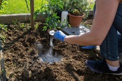 Naše bake nisu gledale kalendar: Ovako su tačno znale kada se sadi paradajz