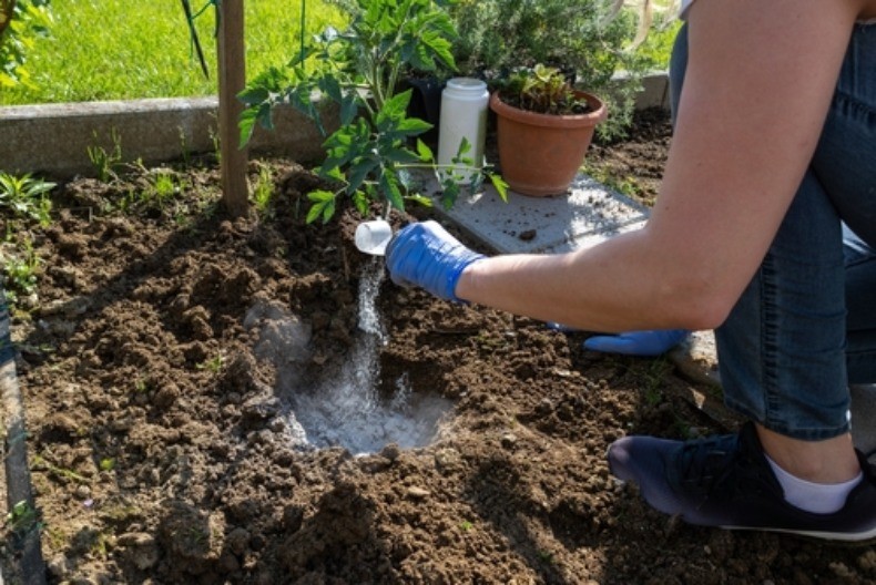 Naše bake nisu gledale kalendar: Ovako su tačno znale kada se sadi paradajz
