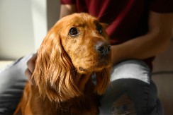 OSAM NAJDOBROĆUDNIJIH RASA PASA Uz njih će vam život biti prepun ljubavi