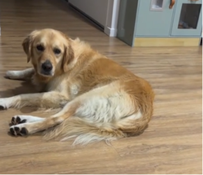 PAS ISKULIRAO DŽINOVSKOG PAUKA Urnebesna reakcija postala hit na mrežama