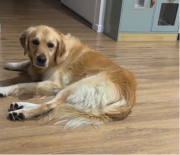 PAS ISKULIRAO DŽINOVSKOG PAUKA Urnebesna reakcija postala hit na mrežama