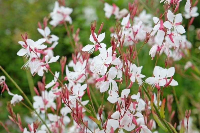 Jeste čuli za gauru? Uloži se 10.000 dinara, zaradi 250.000
