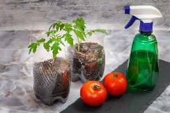 Sadnja paradajza u plastičnim flašama - ne treba vam bašta, a ukusniji je od kupovnog
