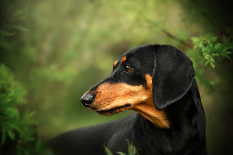 PAS SE IZGUBIO U PARKU, PA KRENUO DA TRAŽI VLASNIKA Njegova potraga je urnebesna - video je postao viralan