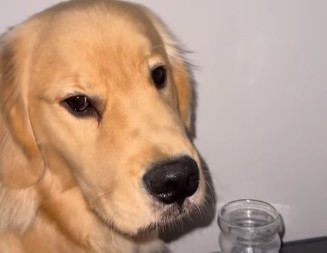 VLASNICU PROBUDIO NEOBIČAN ZVUK Zlatni retriver Klaus uhvaćen kako radi OVO - snimak nasmejao milione!  