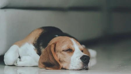 PRESLATKO ŠTENE IZNENADILO VLASNIKA Pogledajte u kom položaju spava - sav se izuvijao