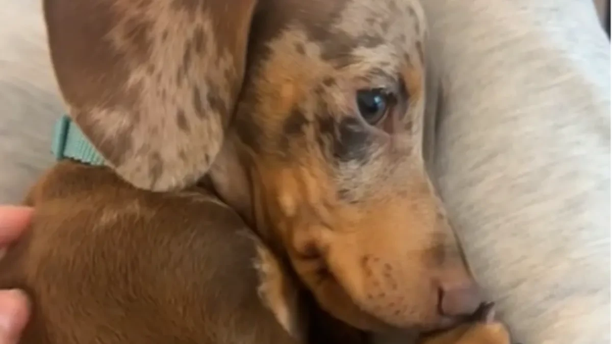 ŠTENE SE BAŠ POSTIDELO Pogledajte šta je uradio - snimak je raznežio 26 miliona ljudi