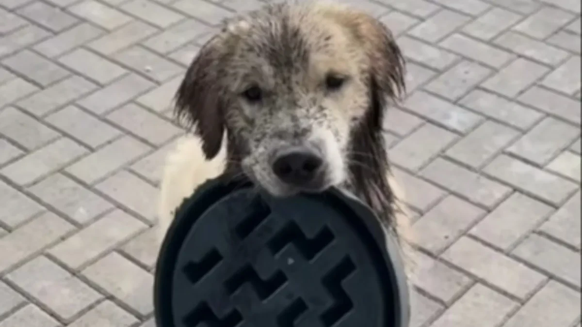 TOTALNI HAOS U DVORIŠTU Vlasnica se okrenula na minut, kad je videla šta retriveri rade - ZANEMELA od šoka!