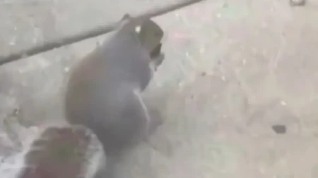 HOROR U PARKU: Divlja životinja PUŠI ELEKTRONSKU CIGARETU - stručnjaci u panici!