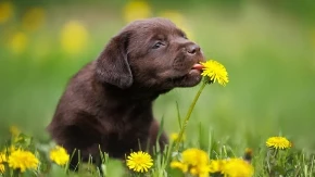 OPREZ ZA VLASNIKE PASA! Ove prolećne biljke mogu OTROVATI vašeg ljubimca – neke su i SMRTONOSNE!