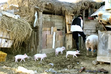 Odlična zarada za stočare - telad i prasad sve skuplji