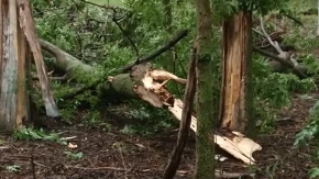 OLUJA OBARA STABLA, SAOBRAĆAJNICE U KOLAPSU Sve ekipe su im na terenu