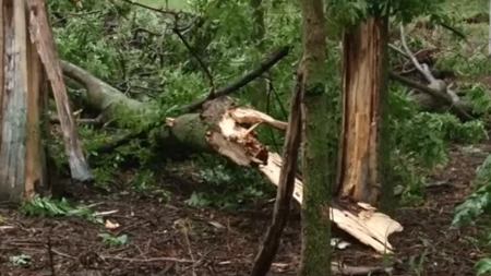 OLUJA OBARA STABLA, SAOBRAĆAJNICE U KOLAPSU Sve ekipe su im na terenu