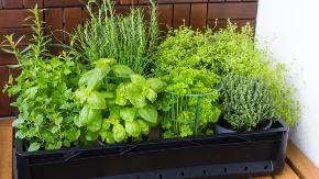 ZAČINSKE BILJKE KOJE USPEVAJU I POČETNICIMA Mirisne su i savršene za razna jela - evo kako da ih uzgajate na terasi