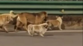 MILIONI U NEVERICI! Sedam pasa pobeglo trgovcima mesa i prešlo 17 km DO KUĆE – snimak će vas rasplakati!