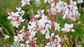 Sa 130 evra do 4.500 zarade! Ova biljka je hit biznis: Ne traži puno rada