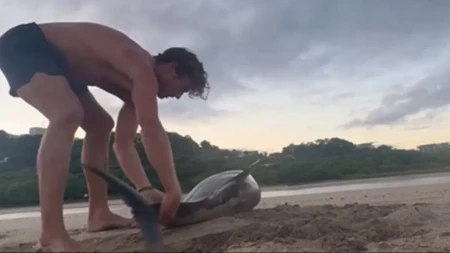 BORBA ZA ŽIVOT NA PLAŽI Delfina OPKOLILI LEŠINARI, a ono što je ovaj čovek uradio šokiralo svet!