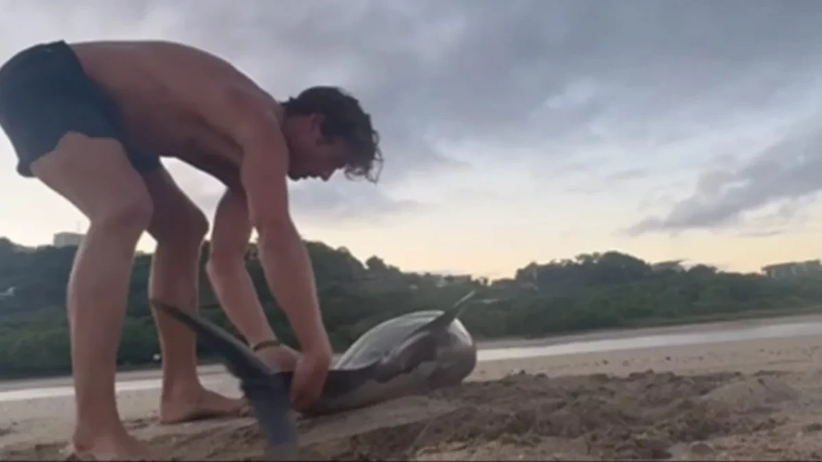 BORBA ZA ŽIVOT NA PLAŽI Delfina OPKOLILI LEŠINARI, a ono što je ovaj čovek uradio šokiralo svet!