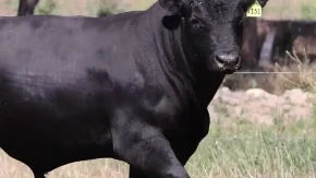 Kakav bik? Strašan Bik! - a i skup, vredi 143.000 evra (FOTO)