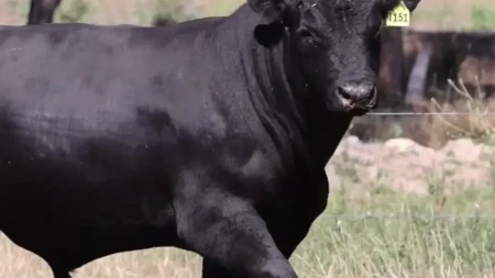 Kakav bik? Strašan Bik! - a i skup, vredi 143.000 evra (FOTO)