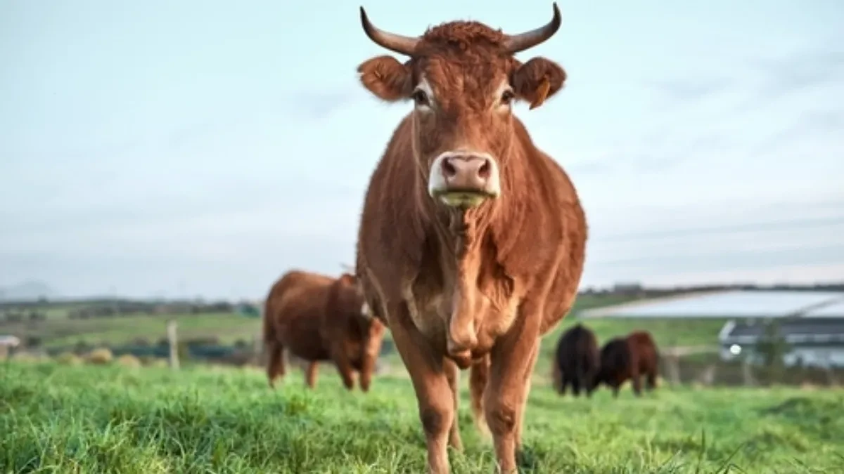 OPŠTI HAOS NA GRANICI! Šest volova zalutalo, pa upalo u Bugarsku – niko ne zna čiji su!