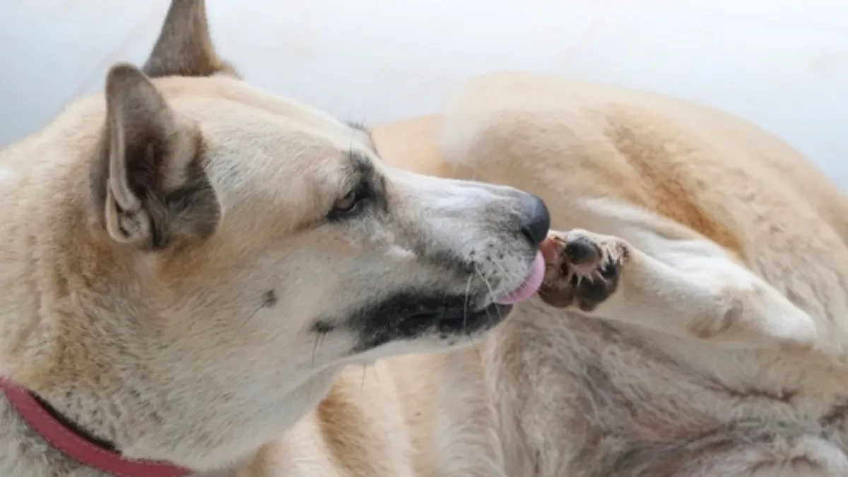 AKO PAS RADI OVO – ODMAH REAGUJTE! Veterinari upozoravaju na skriveni problem