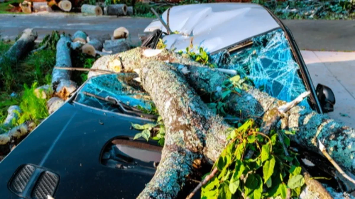 UPOZORENJE ZA VOZAČE! Ako parkirate ispod ovog drveta tokom nevremena – rizikujete KATASTROFU!