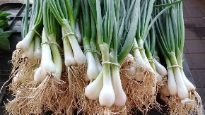 5 razloga zašto svaki dan treba jesti mladi luk