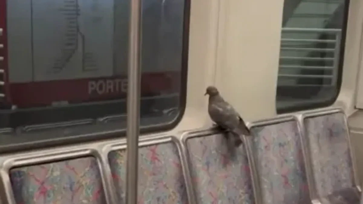 HAOS U METROU Golubica uletela u kupe i opušteno sačekala sledeću stanicu - ljudi trljaju oči u neverici