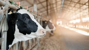 SNEG SRUŠIO ŠTALU, STRADALE ŽIVOTINJE Komšije odmah priskočile u pomoć