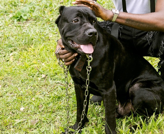 POLICIJA ELIMINISALA POBESNELE PSE Spasavanje žene koju su izujedala dva kane korsa