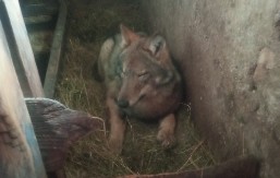 Kad su ga videli, nisu verovali - ušuškao se kao domaća životinja: Vuk ušao u štalu na Žabljaku i satima ležao pored teladi