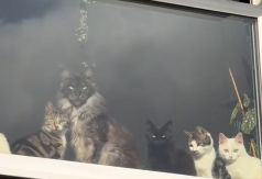 KAD IH JE VIDELA NA PROZORU, NIJE MOGLA DA VERUJE Žena ovo nikad ranije nije doživela - video je hit 