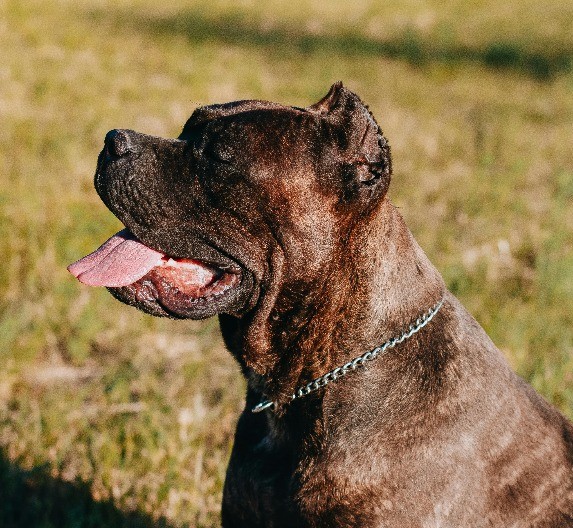 HOROR NA VOŽDOVCU Ženu izujedala dva psa kane korso!