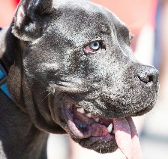 HITNA NIJE MOGLA DA PRIĐE ŽENI OD POBESNELIH PASA Detalji stravičnog napada na Voždovcu
