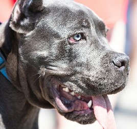 HITNA NIJE MOGLA DA PRIĐE ŽENI OD POBESNELIH PASA Detalji stravičnog napada na Voždovcu