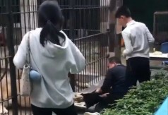 HOROR U ZOO VRTU Krvoločna zver zgrabila devojčicu kroz rešetke – vrisci parali vazduh!