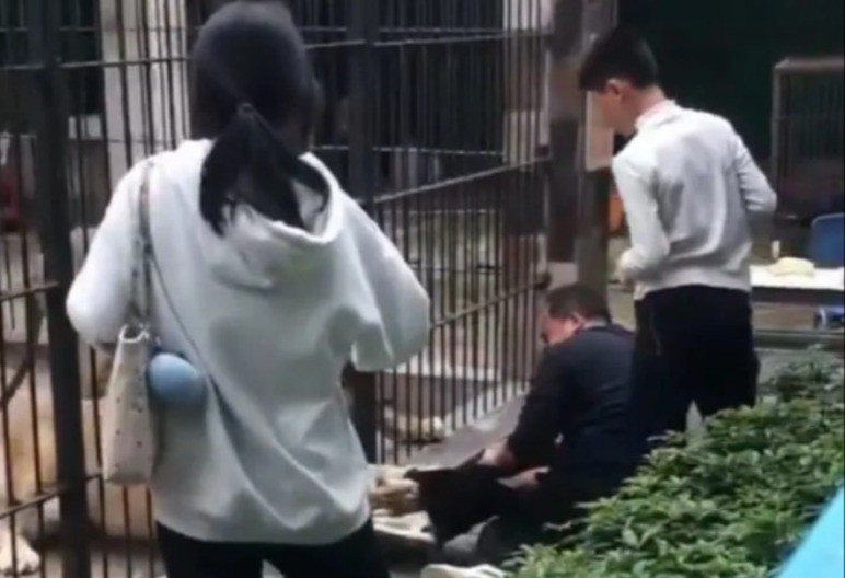 HOROR U ZOO VRTU Krvoločna zver zgrabila devojčicu kroz rešetke – vrisci parali vazduh!