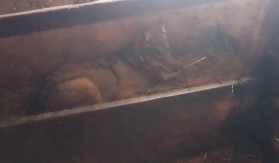 PRIZOR ZA NEVERICU NA ŽABLJAKU: Zver ušla u štalu i ušuškala se pored teladi (FOTO)