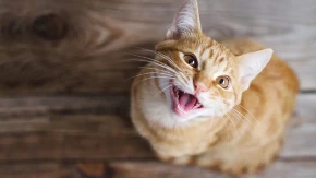 VAŠA MAČKA VAS „ZOVE“? Evo šta zapravo znači stalno mjaukanje – jedan razlog je ALARM!