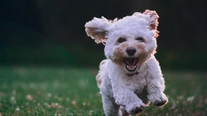 ŠTA ZAISTA ŠTITI LJUBIMCE OD KRPELJA I PARAZITA? Vlasnici u dilemi - ne znaju da li da posegnu za hemijskim ili PRIRODNIM sredstvima