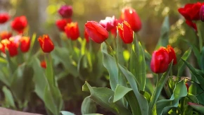 Zašto kod Holanđana uspevaju lale? Umesto u smeće oni ovo daju lalama: Zbog 1 sastojka iz kuhinje rastu kao lude