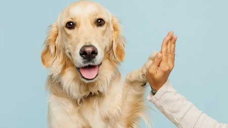 CEO ŽIVOT STE RAČUNALI POGREŠNO Evo koliko vaš pas ZAISTA ima godina - zaboravite pravilo „puta 7“