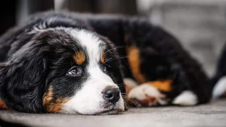 HRABRO ŠTENE ODBRANILO KUĆU OD LOPOVA Pogledajte tu akciju - video je hit