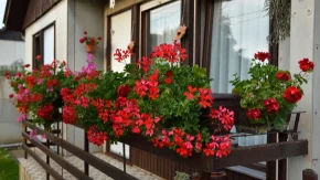 Svi će vam gledati u terasu: Kap ovoga je dovoljna da muškatle neprestano cvetaju do mrazeva