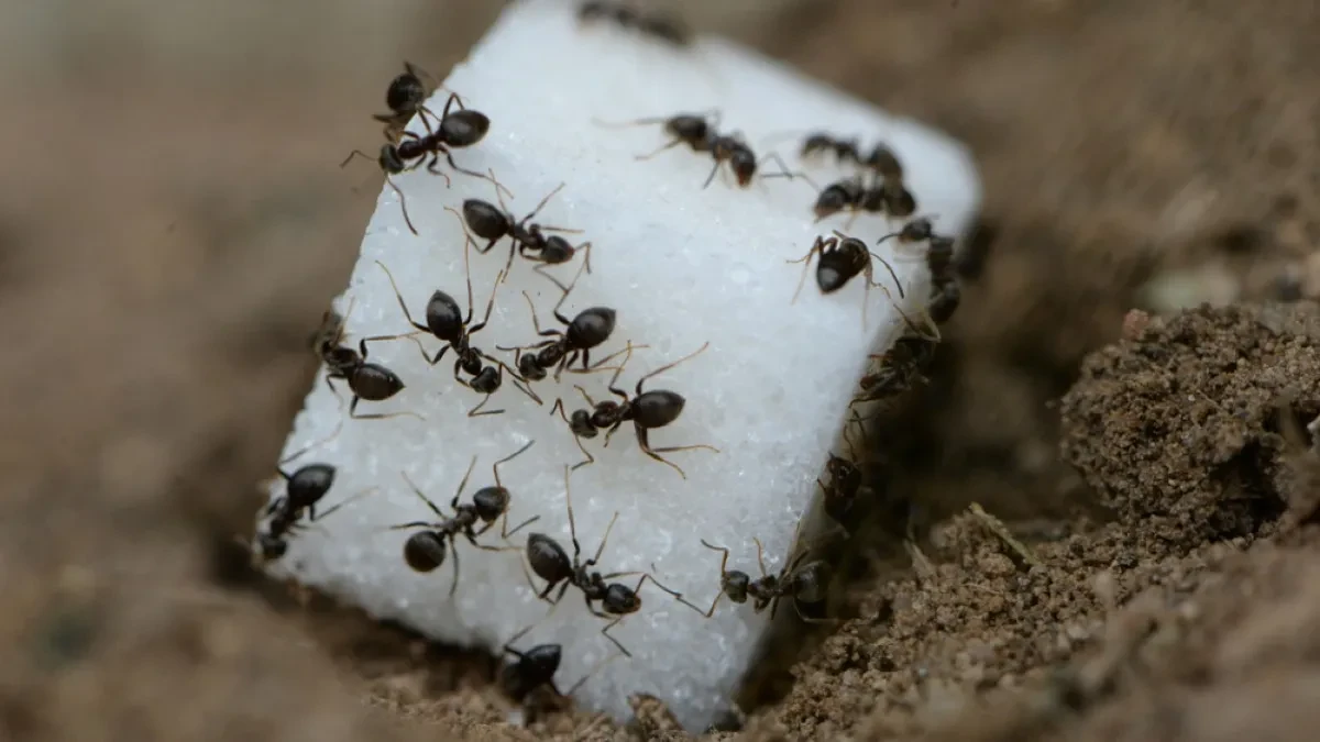 SPREČITE IH DA SE VRATE Evo šta da uradite da se zauvek rešite MRAVA