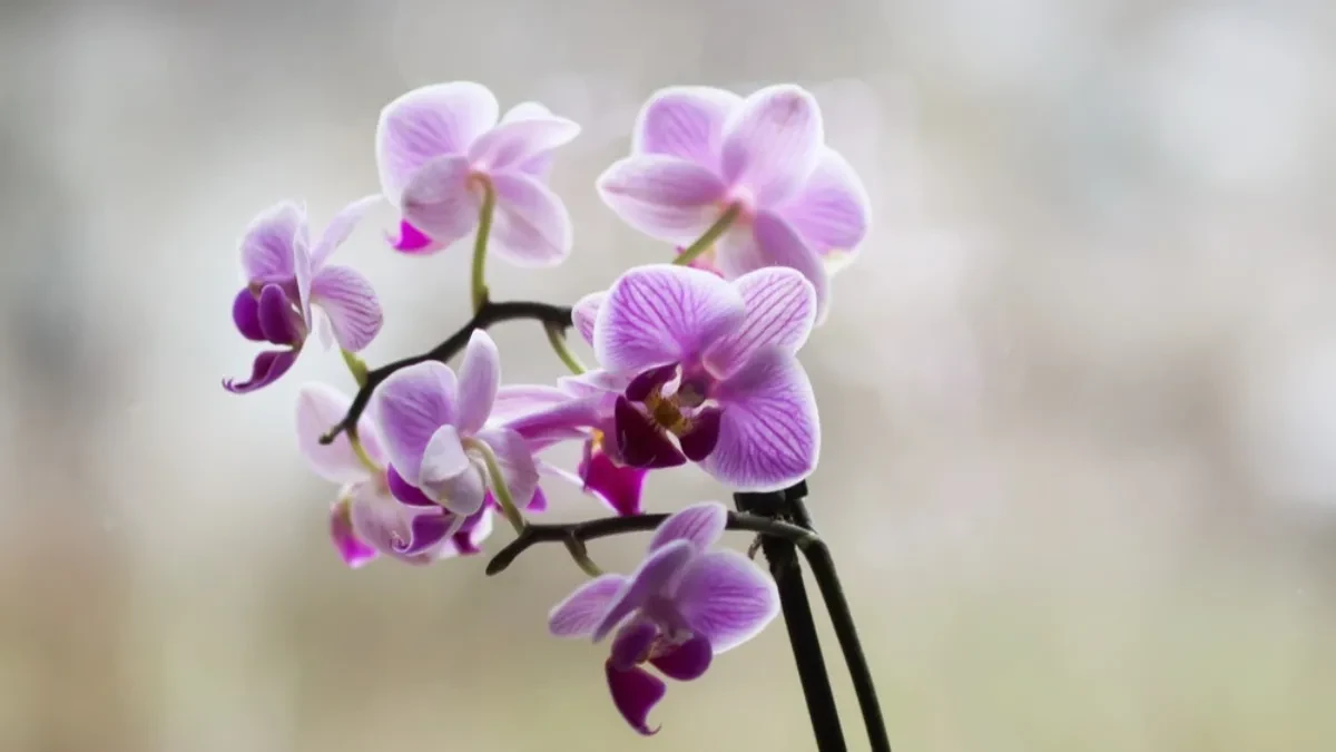 SAVETI KOJI ĆE SPASITI VAŠU ORHIDEJU Ako lišće uvene, ne bacajte je nego uradite OVO