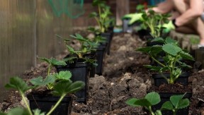 Kada je pravo vreme za sadnju jagoda: Samo ovako ćete dobiti krupne i slatke plodove